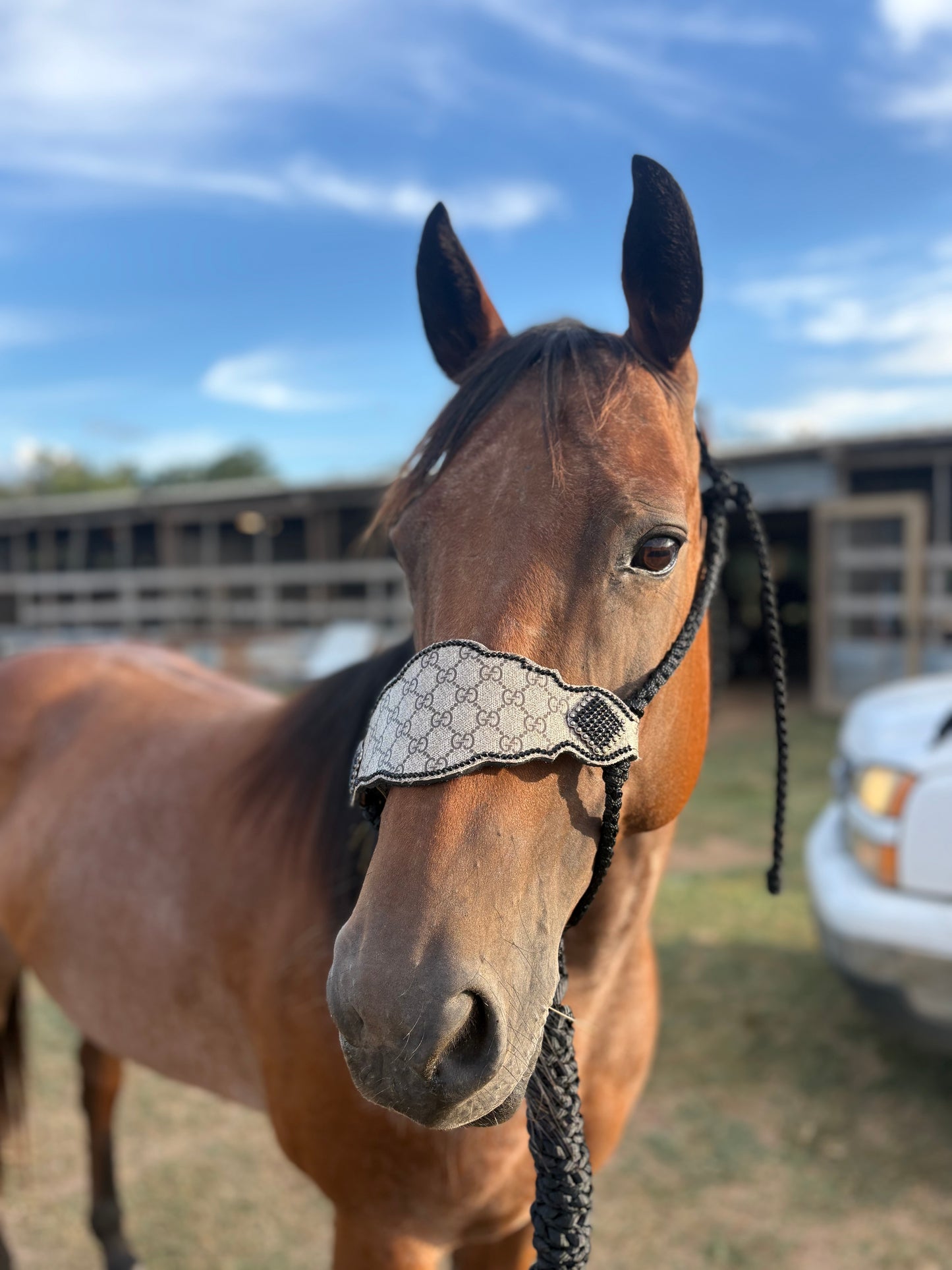 Designer Nose Halter